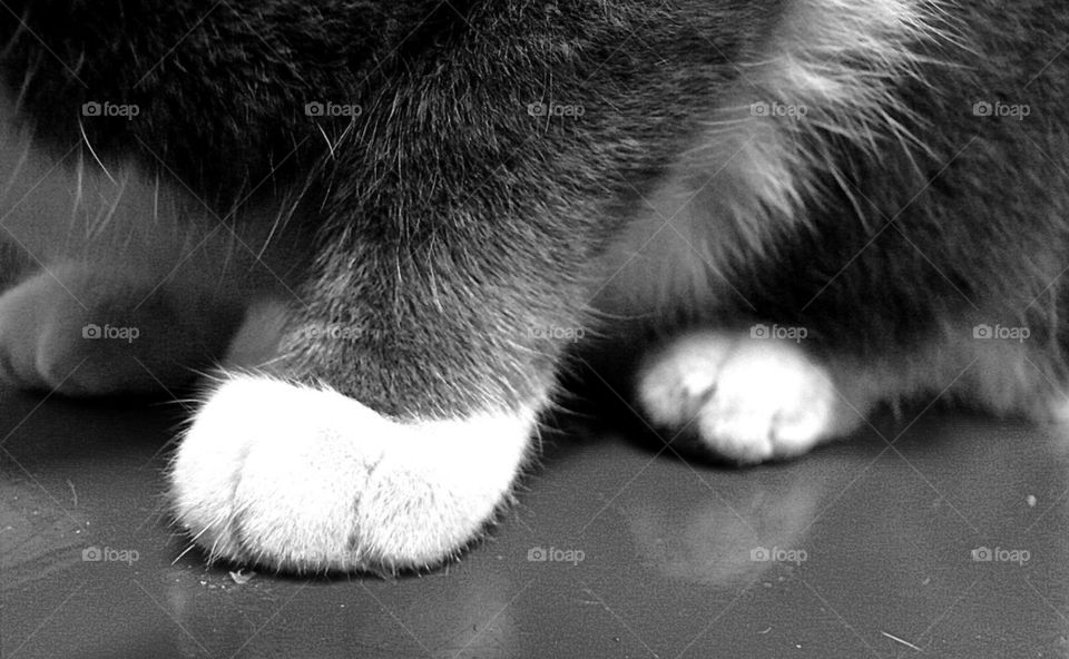 Cat Paws