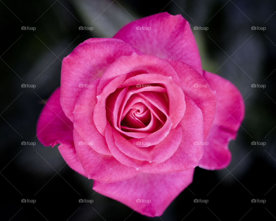 pink rose