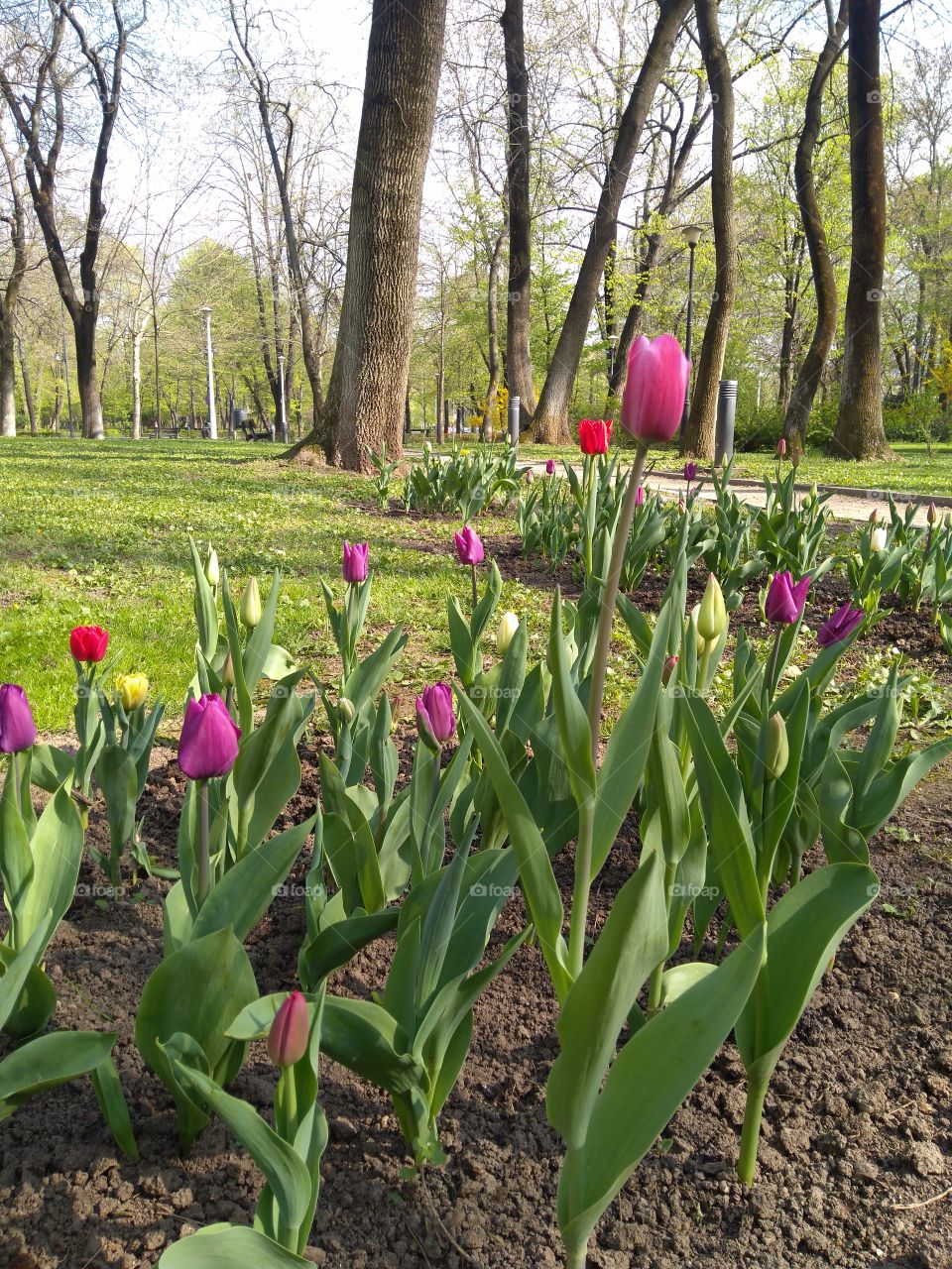 Tulips. Spring flowers.