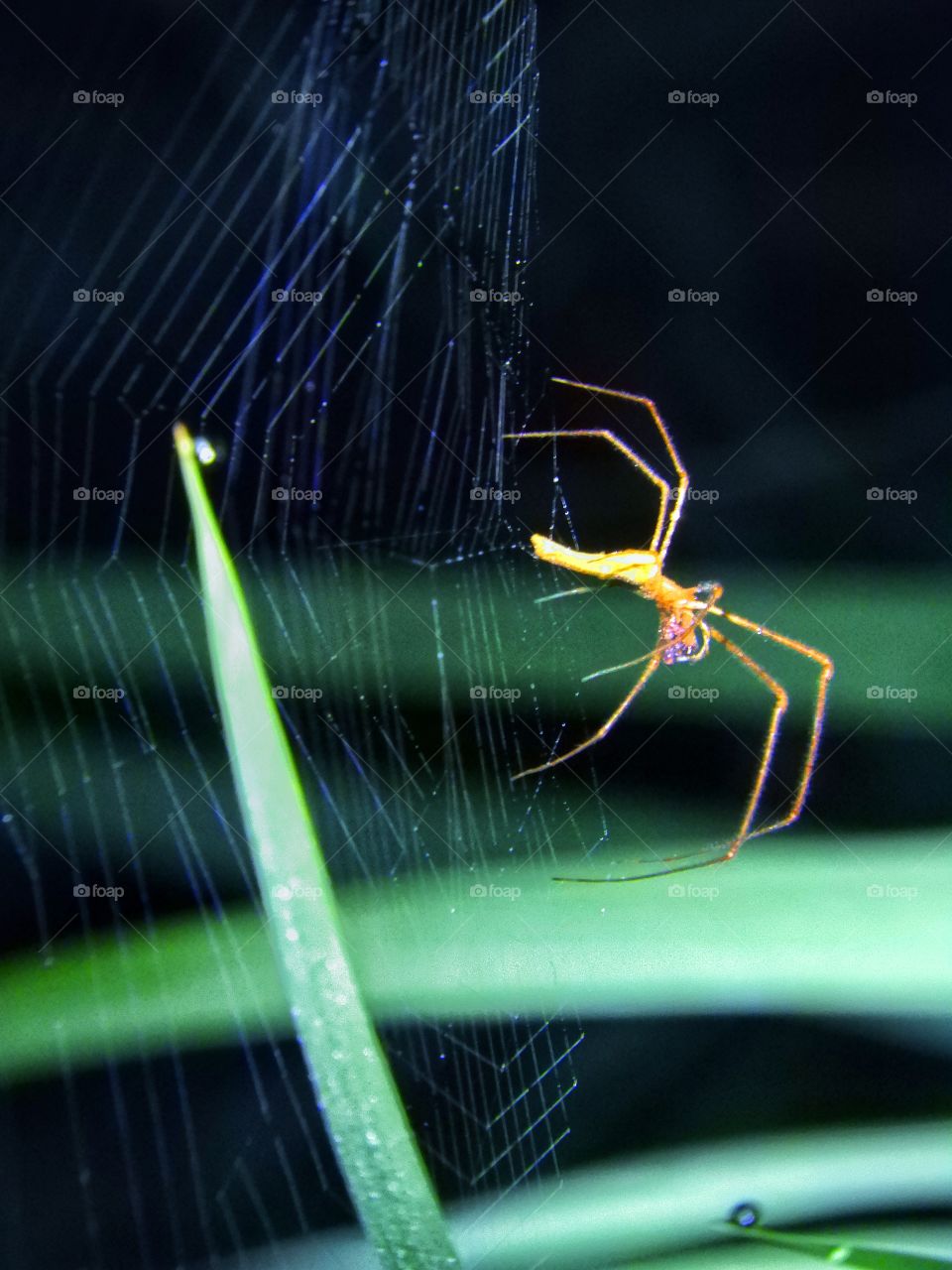 Making net a Spider