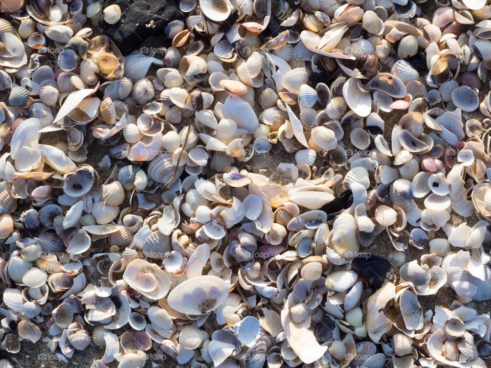 shells