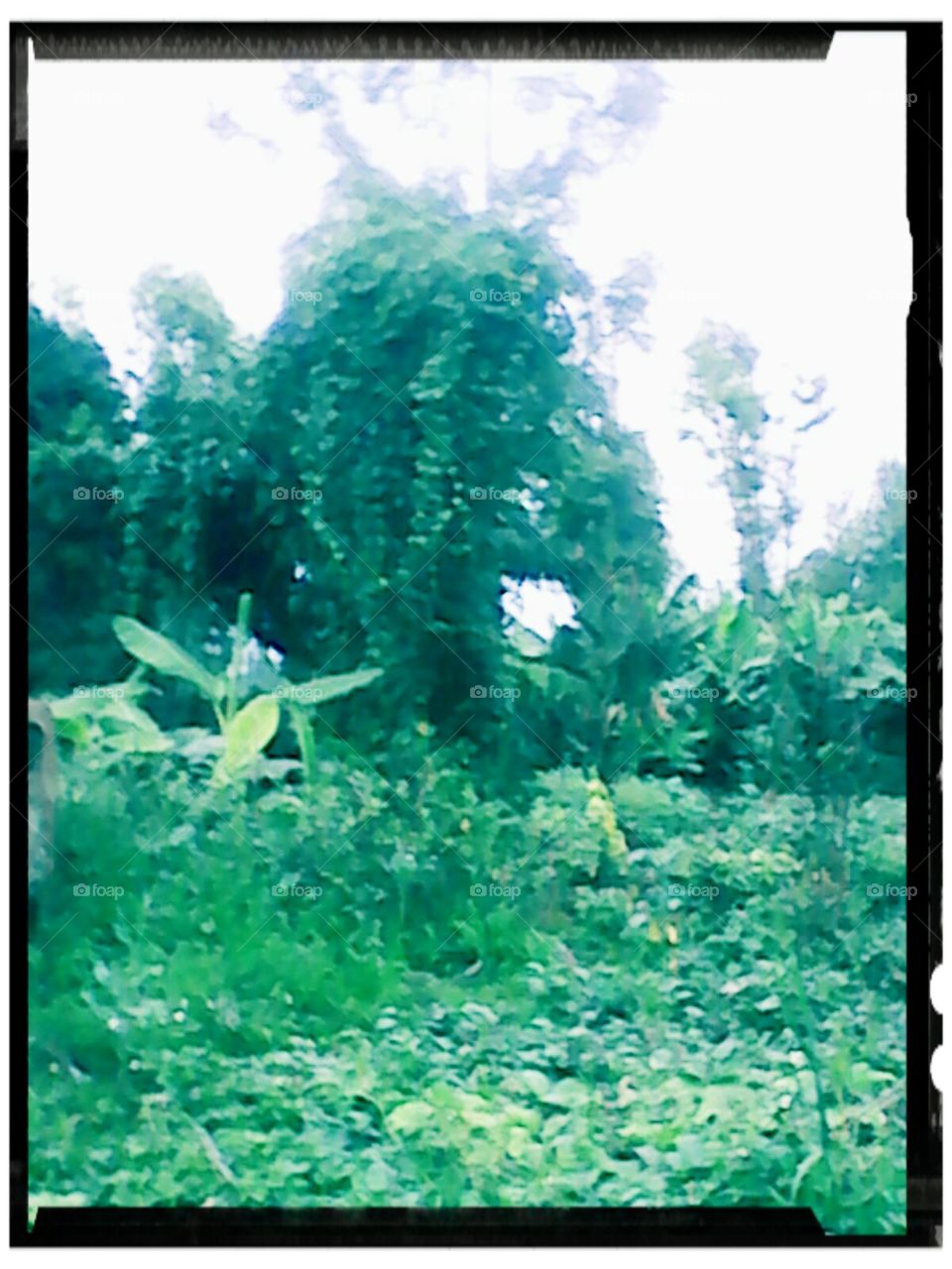 hanging vines on a trees