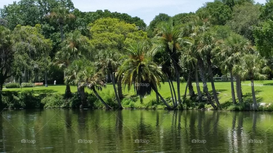 palm meets water . New Port Richey 