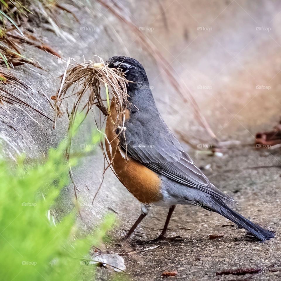 Time to gather some serious nest-building materials! Spring is in full swing! 