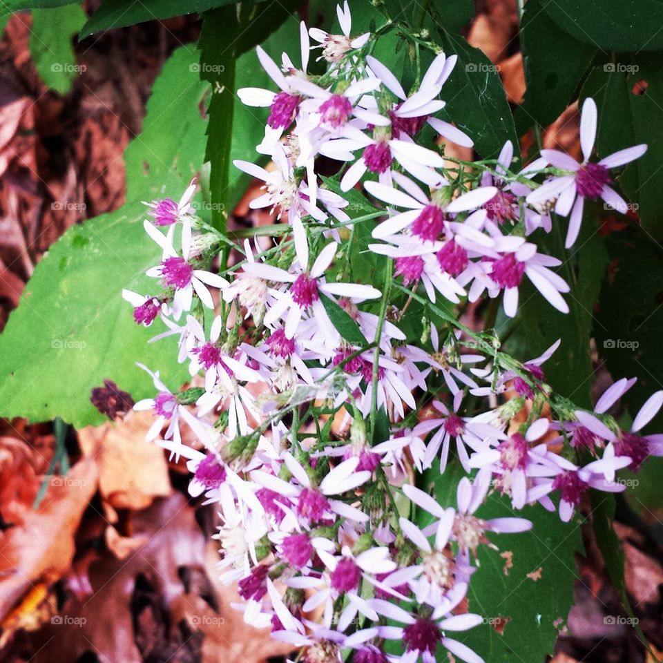 Mountain Wildflowers