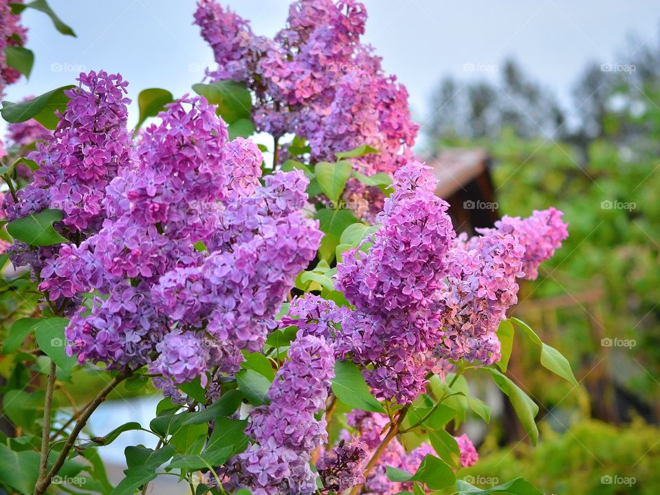 Purple lilac