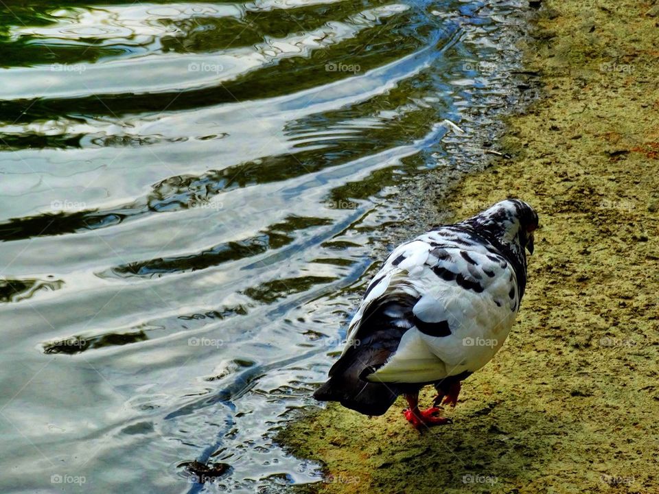 Pigeon walking near a pool