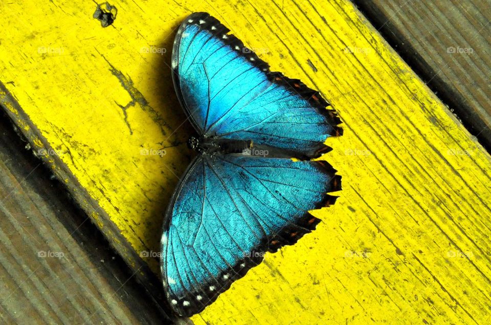 Blue butterfly beauty