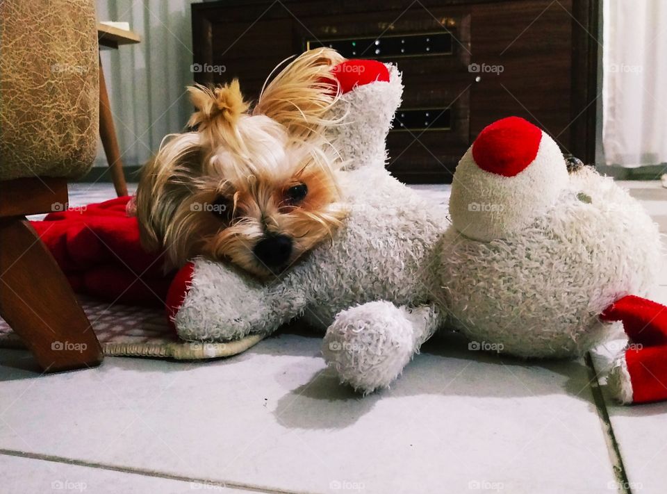 A cute, long hair, blonde and funny dog lying with head on a white bear plush toy's crotch and looking at the camera.