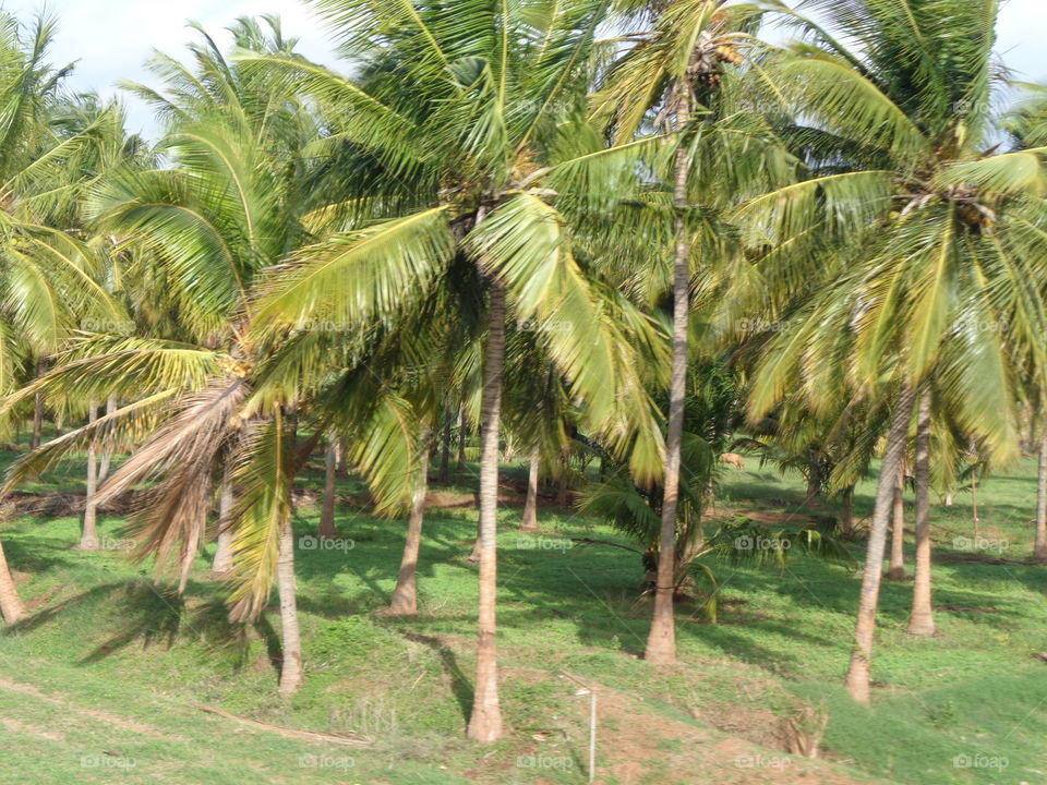 Coconut Farming