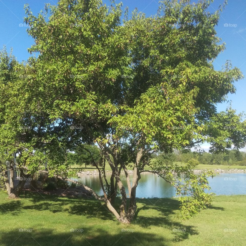 Tree, Nature, Landscape, Summer, Grass