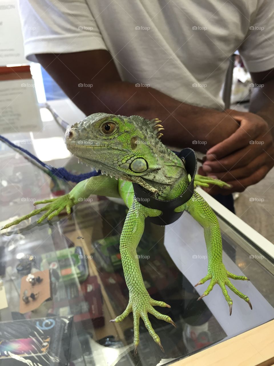Iguana. Pet visits a store 