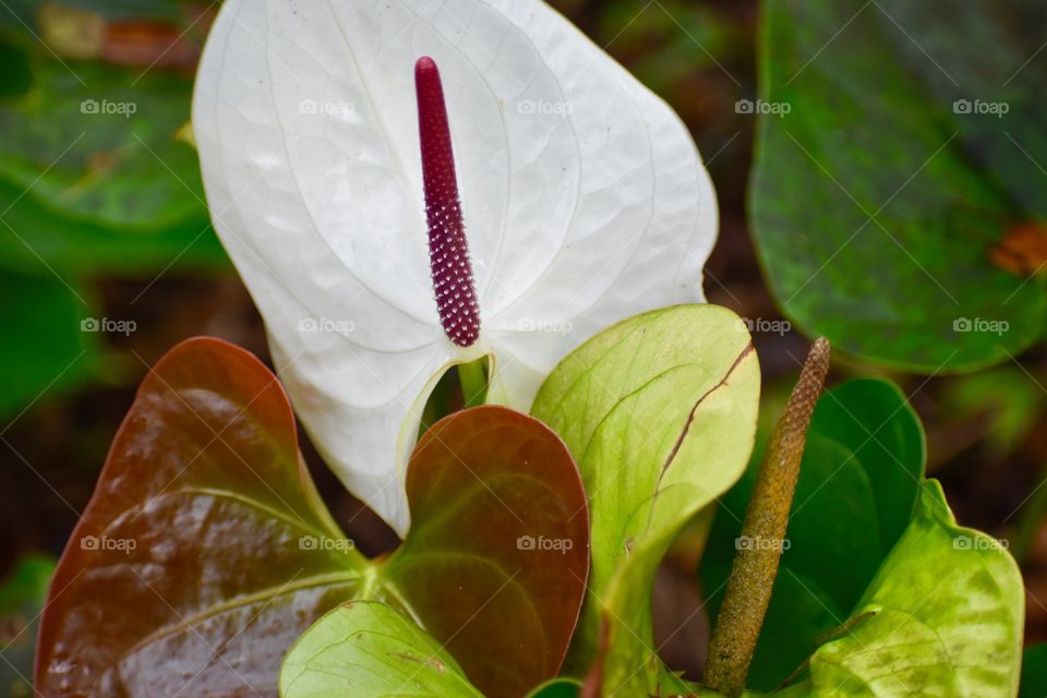 White anthurium with surrounding colorful leaves