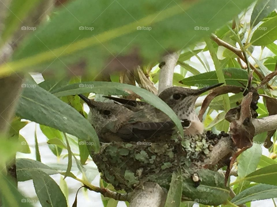 Stacie J. My backyard. I found this hummingbird nest on one of my daily hikes. 