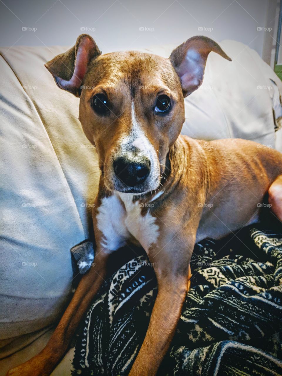 Dog On Couch With Blanket