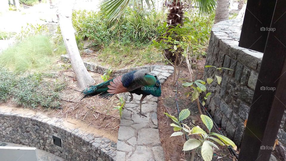 Peacock in garden