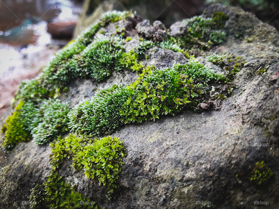 One of the nature's creations that can be seen over rocks and stationary stones. A common site in the wooods and river or lake sides. The moss over rocks.