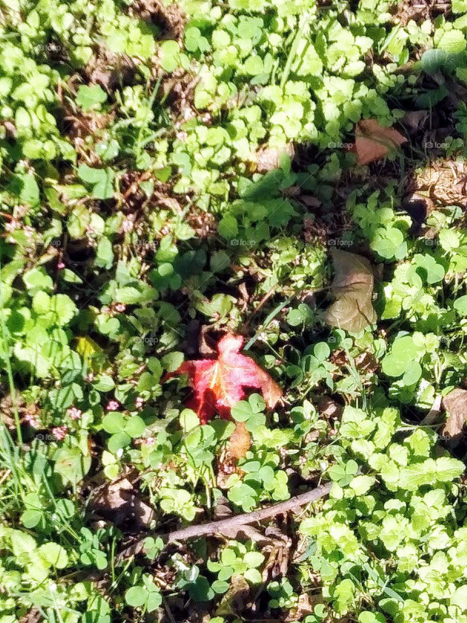 shadow hand grabs red leaf