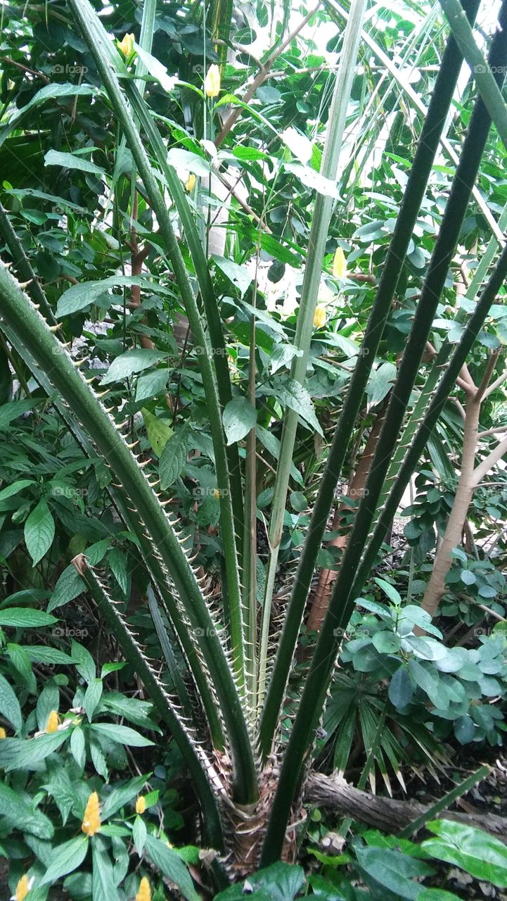 Tropical rainforest plants flora thorns tree shrub
