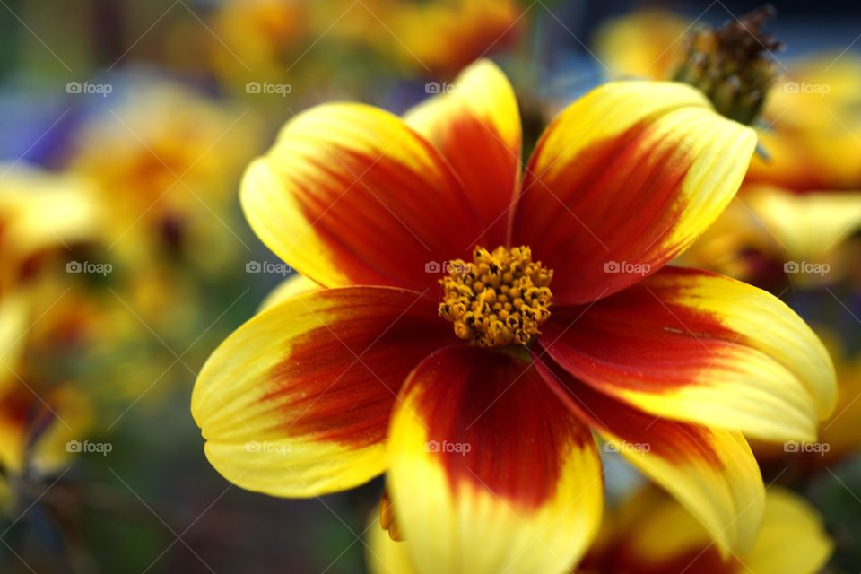 Beauty of the garden