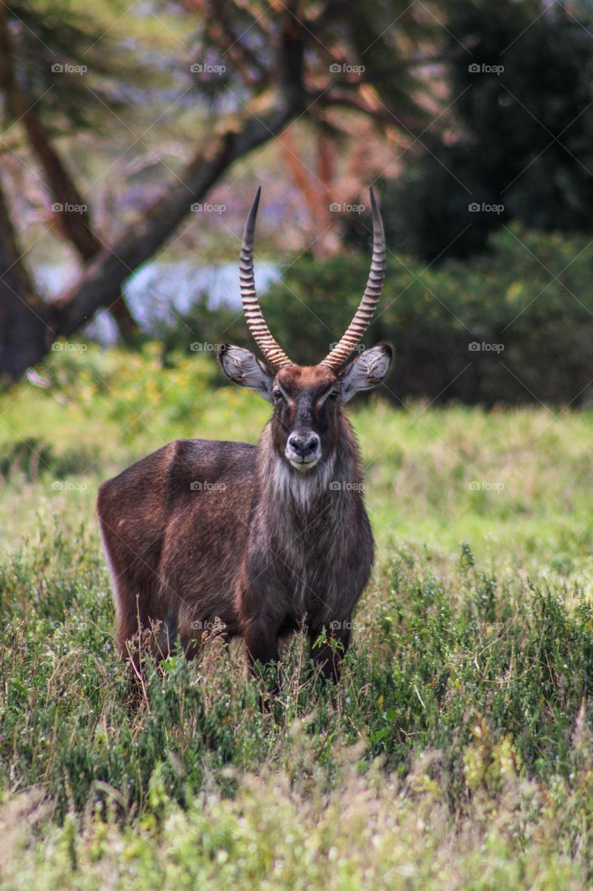 Waterbuck on crescent island 