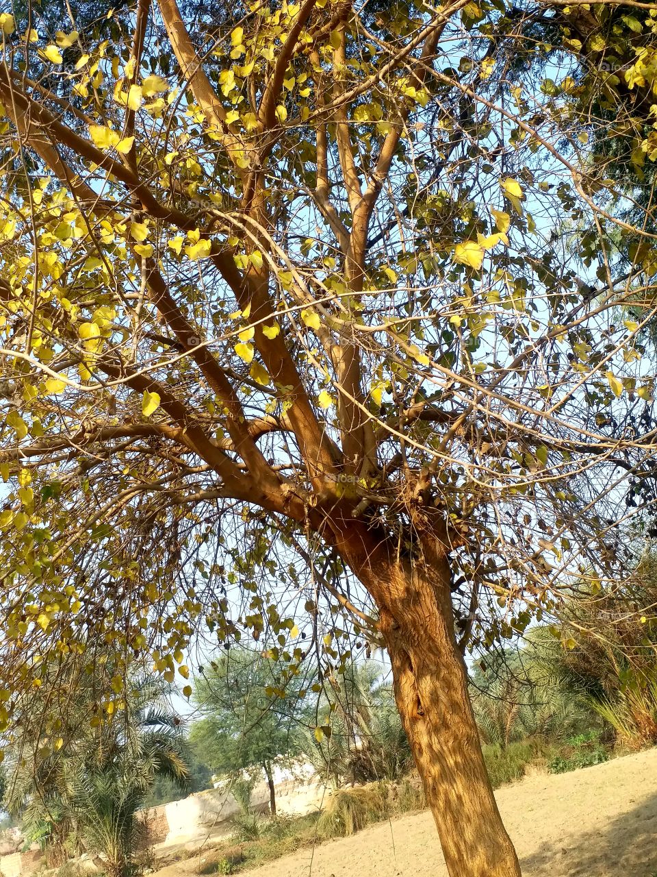 my own tree so beautifull sowesome weather