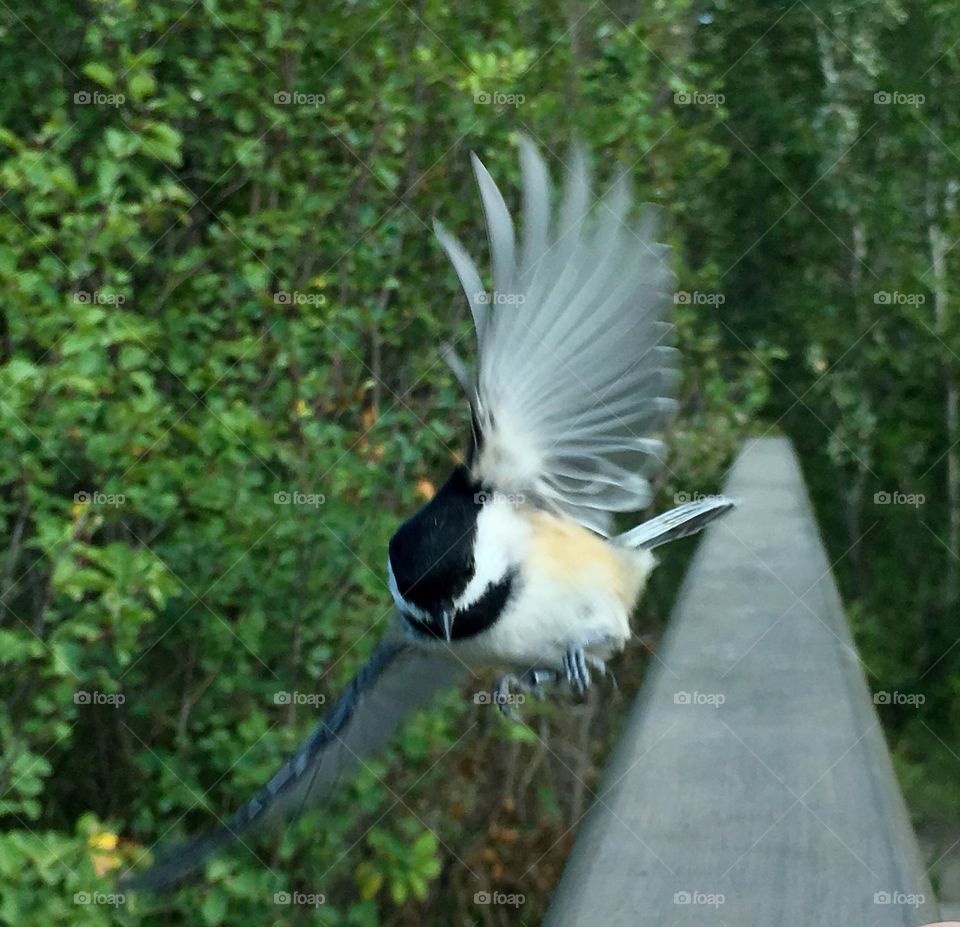 Chickadee 