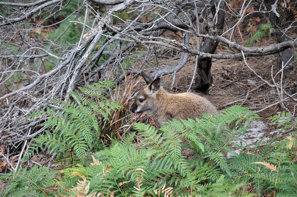 Baby Wallaby in the Forest 