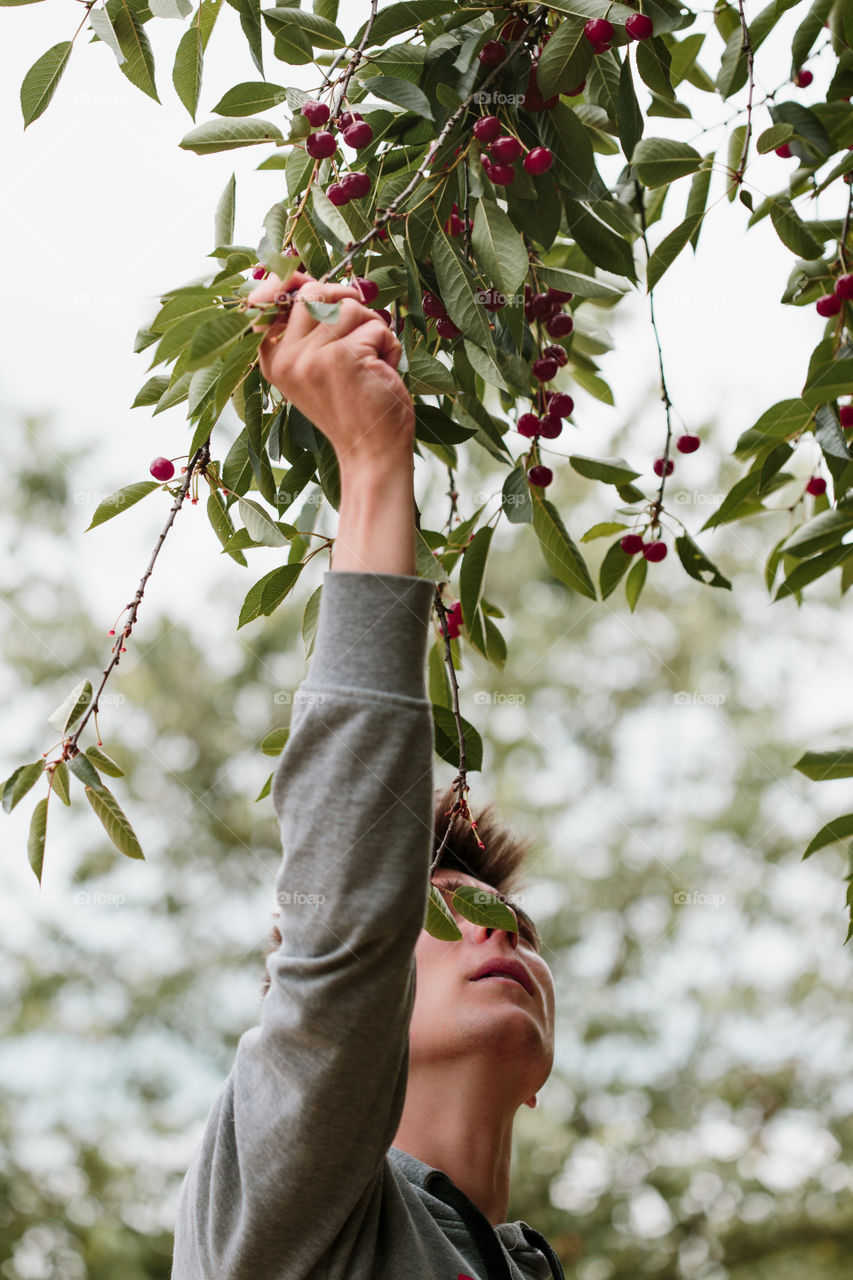 Young man picking cherry berries from tree