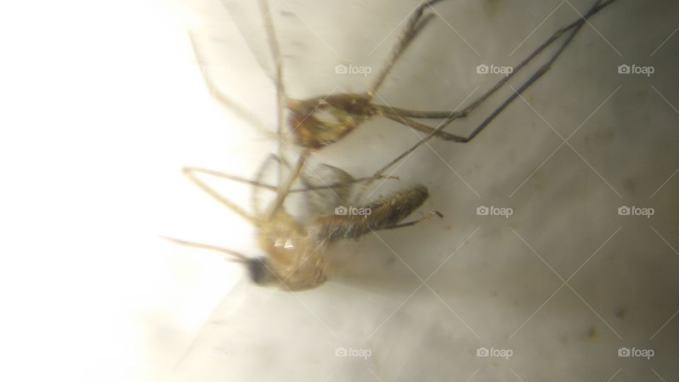Micro Photo In Mosquitos