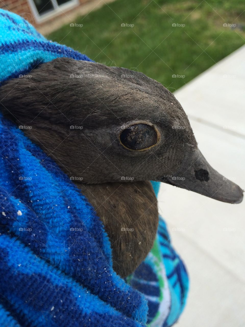 Duck who trapped himself in the chimney