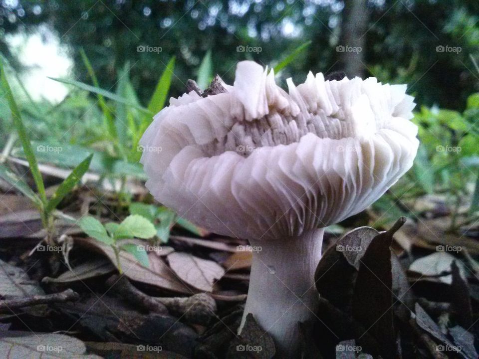 fungus 10