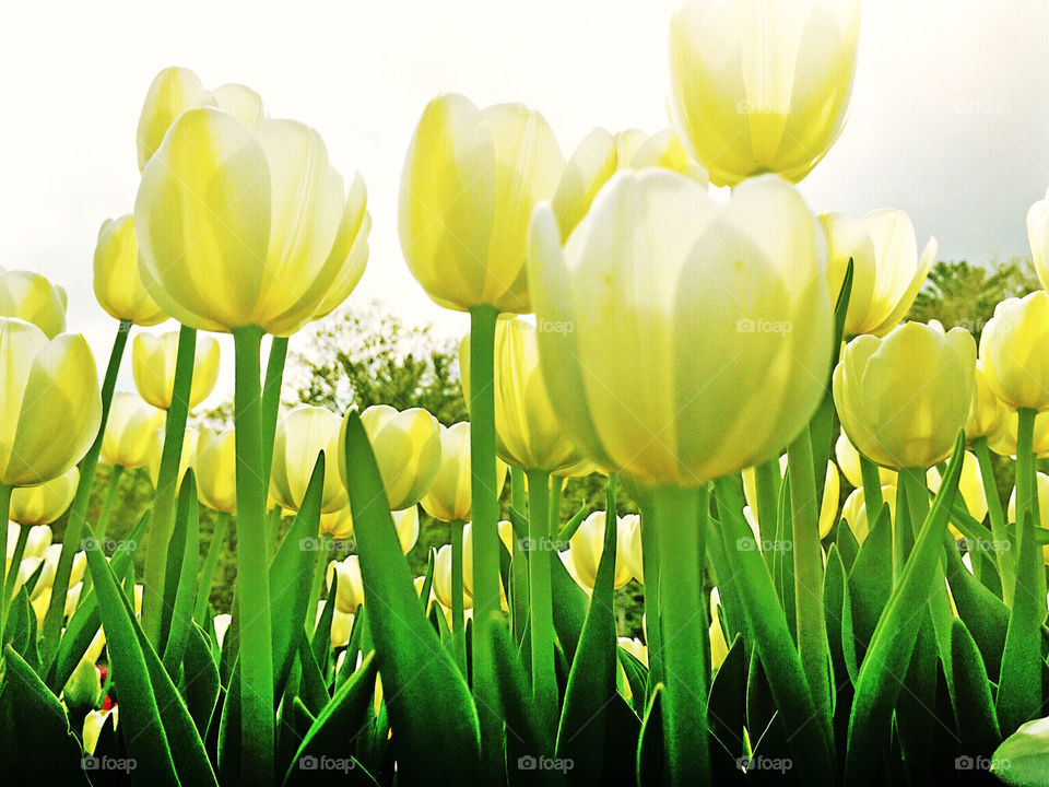 Tulips. Yellow tulips