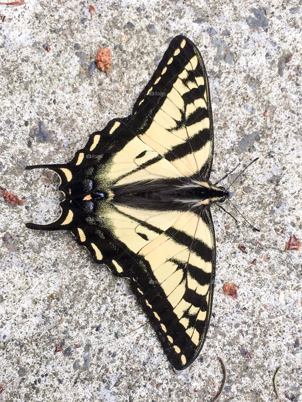 |June 2018| Tiger swallowtail. Photo taken in Olympia, WA. 