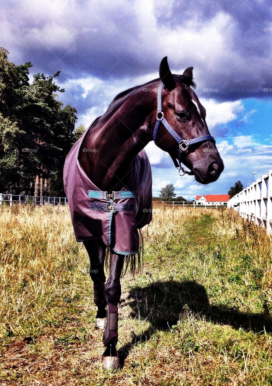 My beautiful horse Shambhala