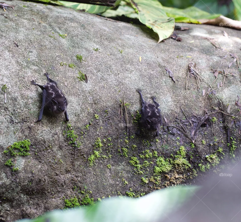 Hiding Bats 