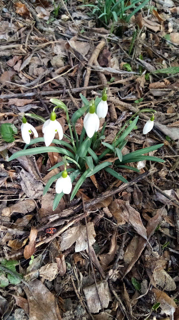 Весна, подснежники, Германия, Тюрингия, после пандемии