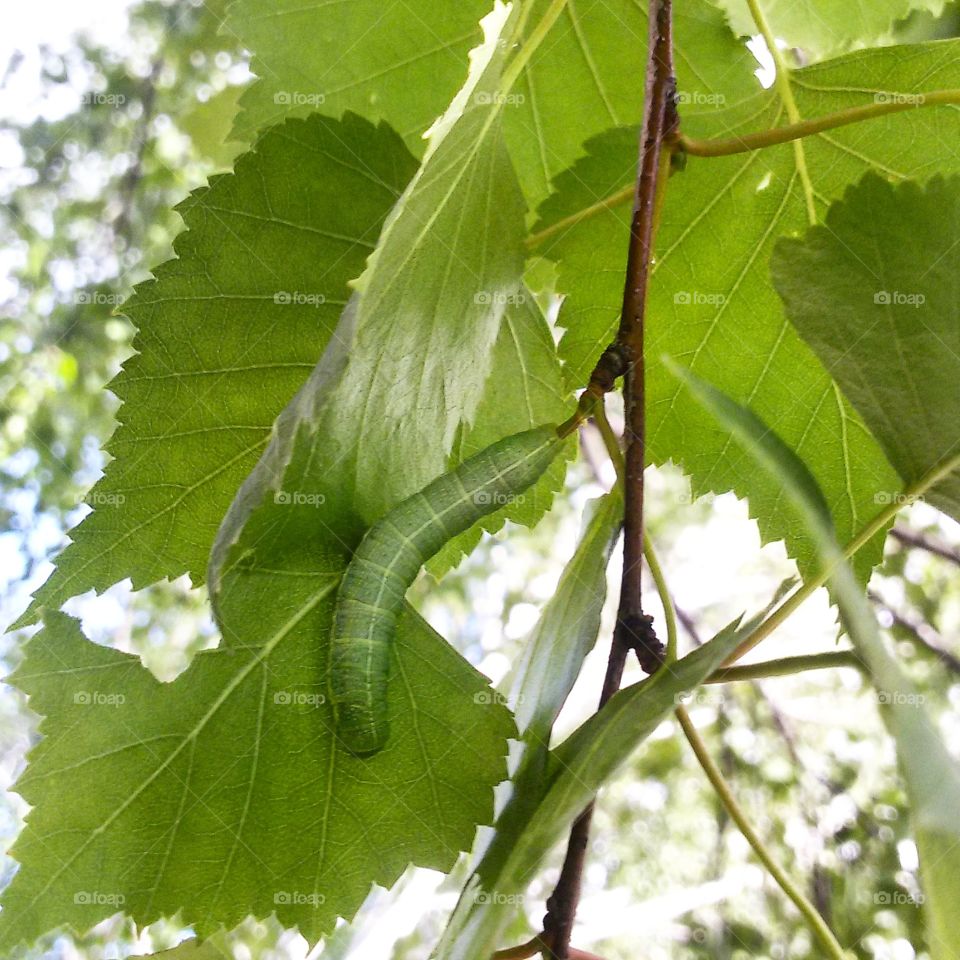 caterpillar