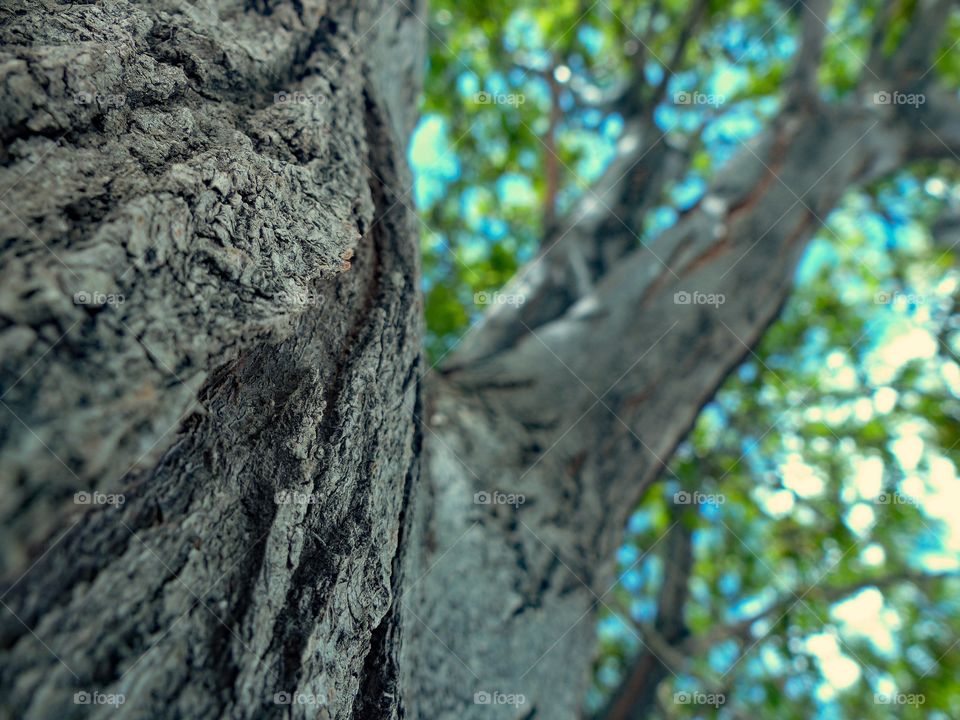 Looking up at a tree