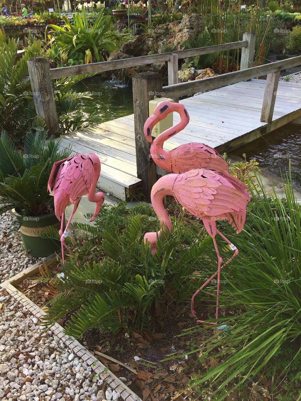 Pink flamingos