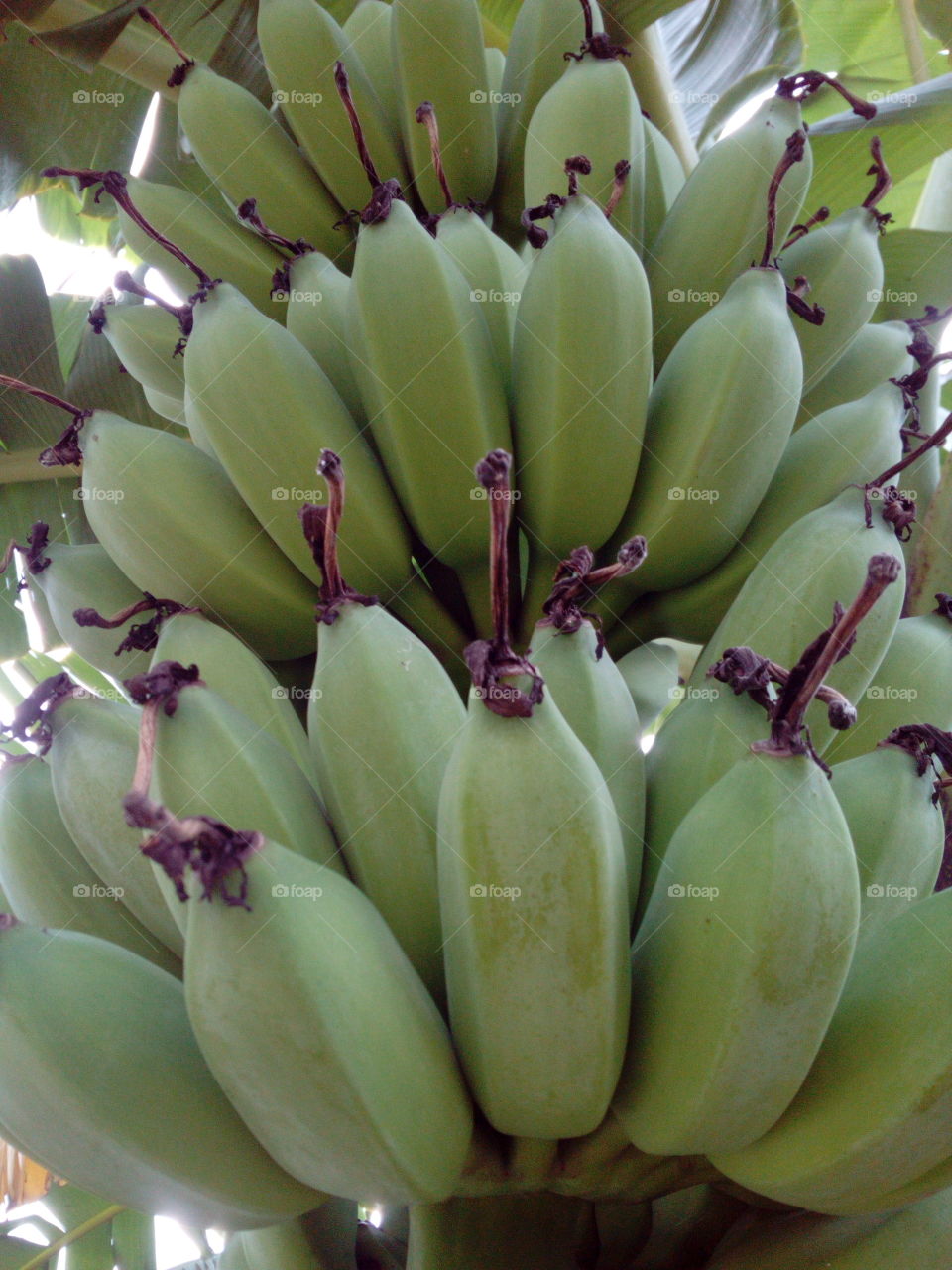 Bananas on the tree