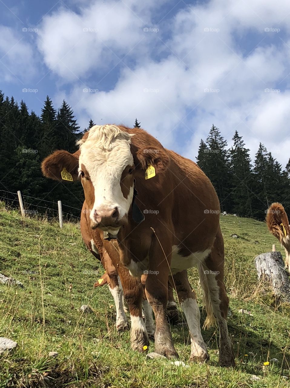 Sideways cow on a mountainside in Bavaria