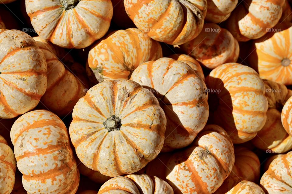 Autumn harvest holiday of the pumpkin season 
