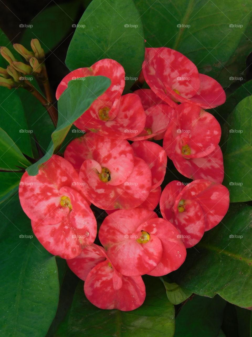 Red Flowers - It is bunch of Red flowers with yellow middle surrounded by green leaves.