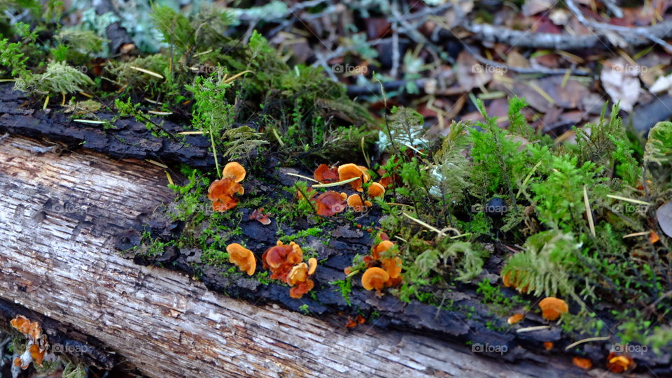 Yellow and orange mushrooms and moss growing on a forest log