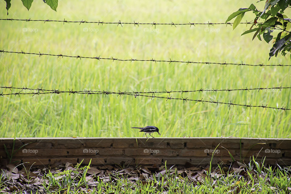 Birds eat worms on the brick wall with barbed wire Background blurry rice paddy field.