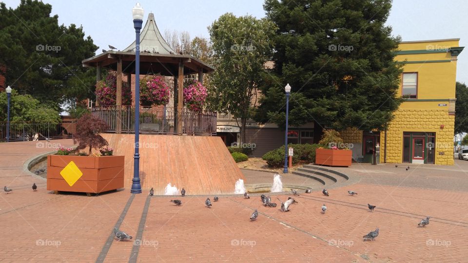 Pigeons at the Eureka Market Square. Eureka, CA.