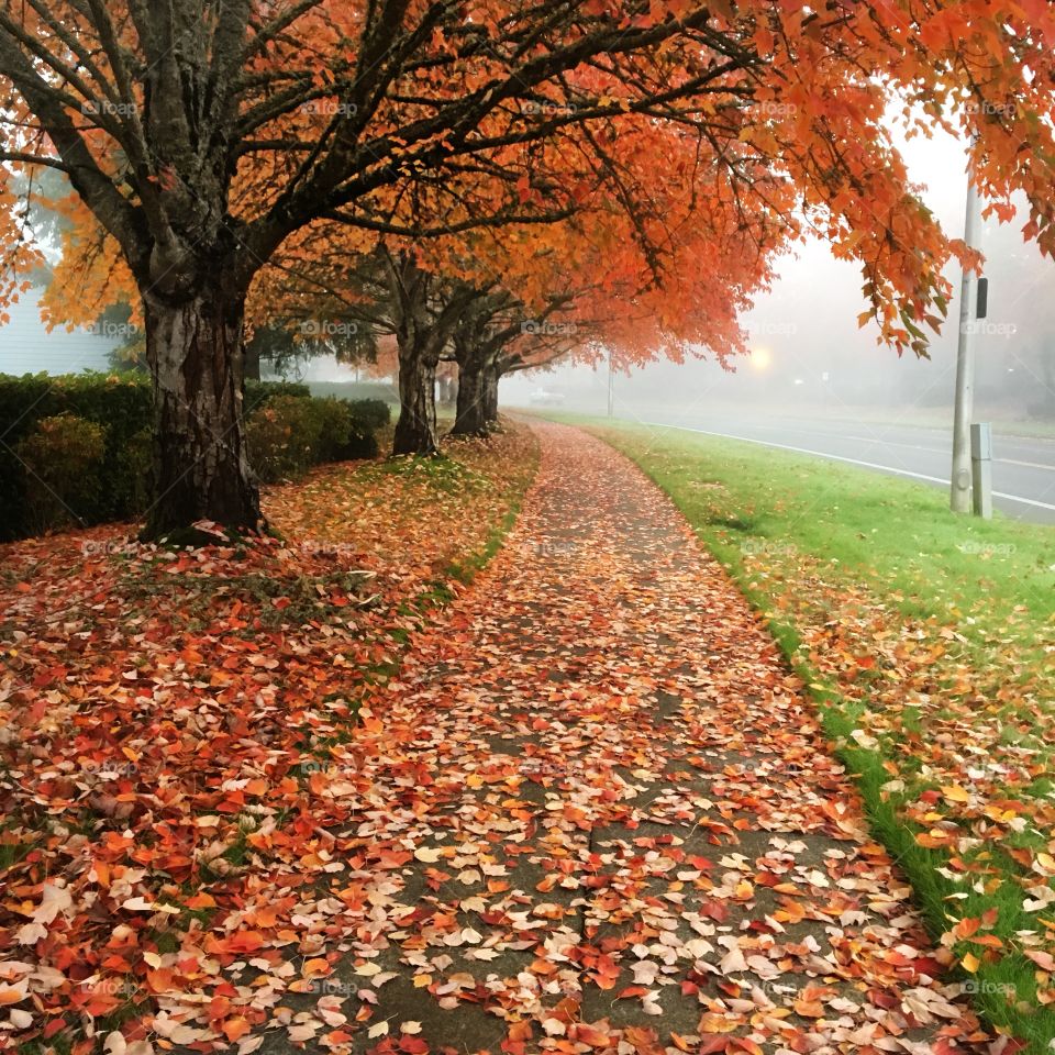 A walk into fall 