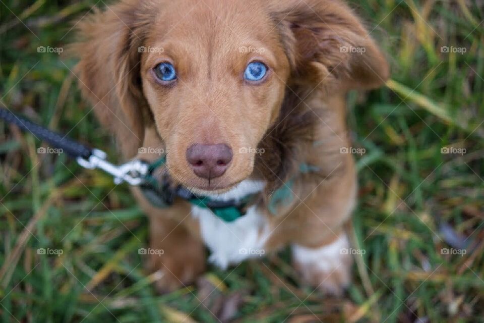 Blue eyed dachshund puppy sitting outside in grass while on a walk