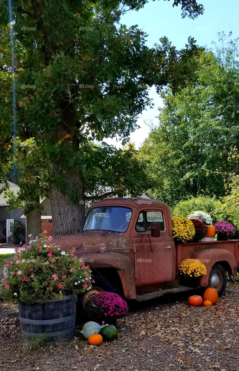 Rusty old truck with mums pumpkins and gourds for fall